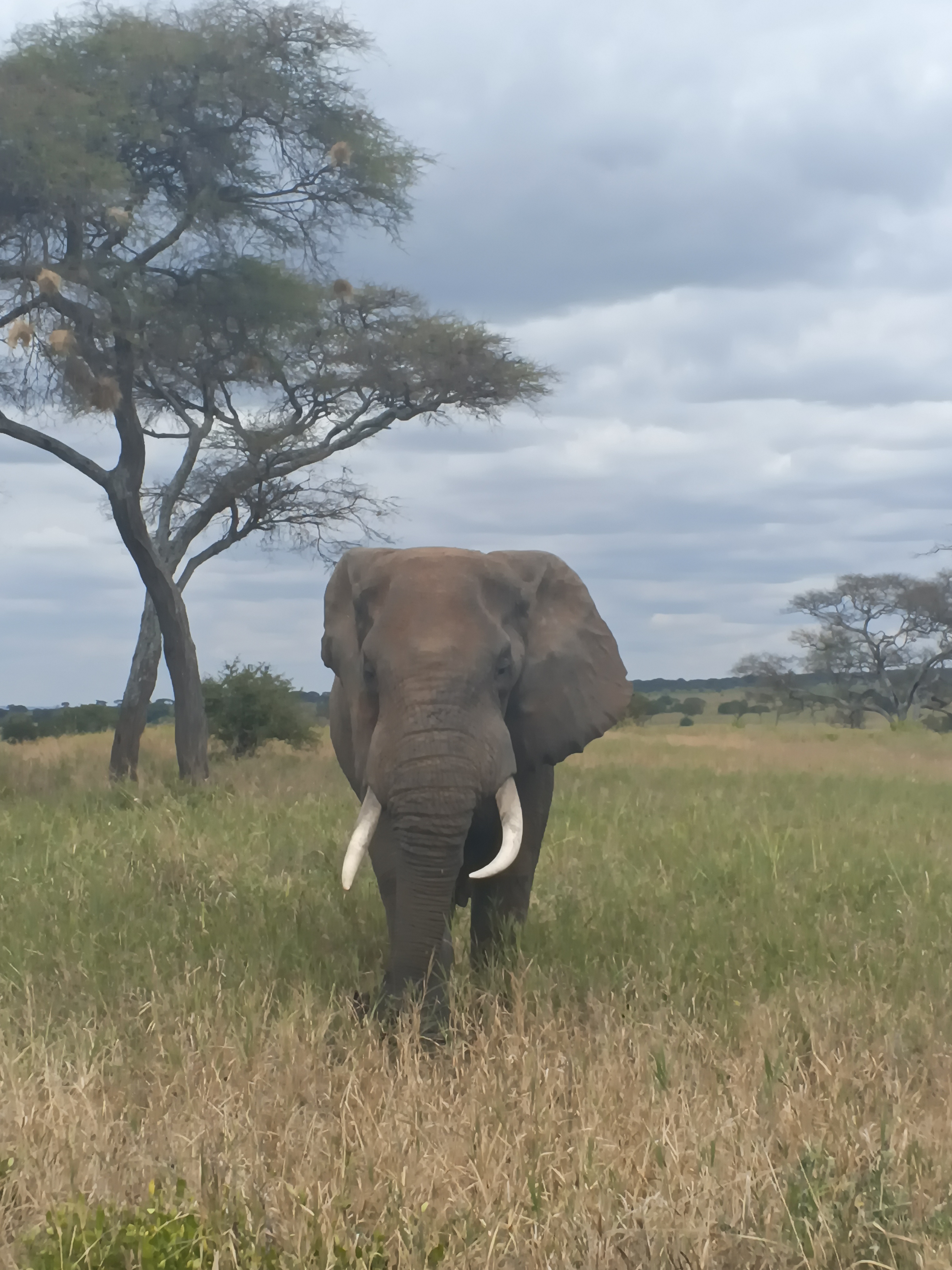 Tusked elephant in open savannah with an acacia tree