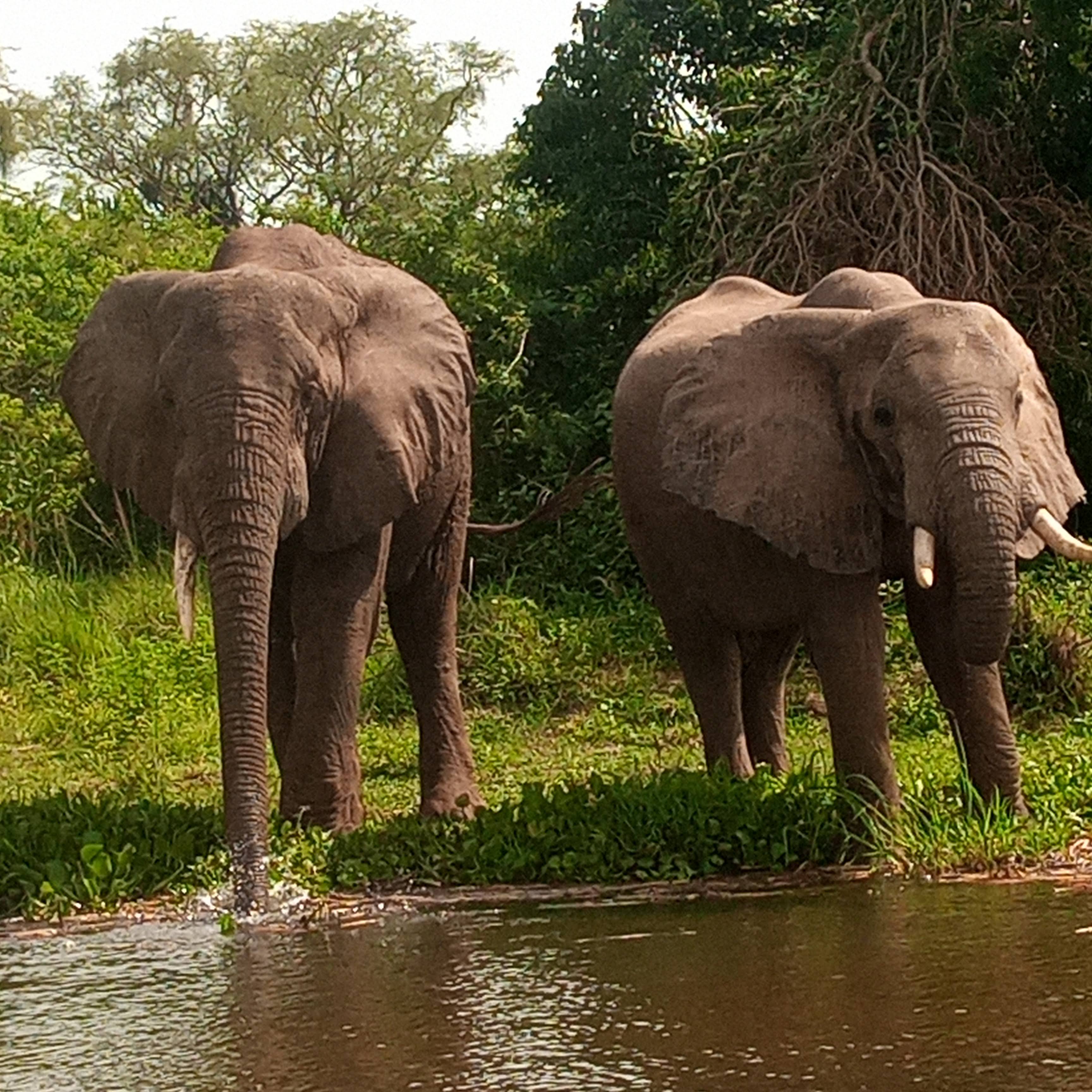 Two elephants standing beside water