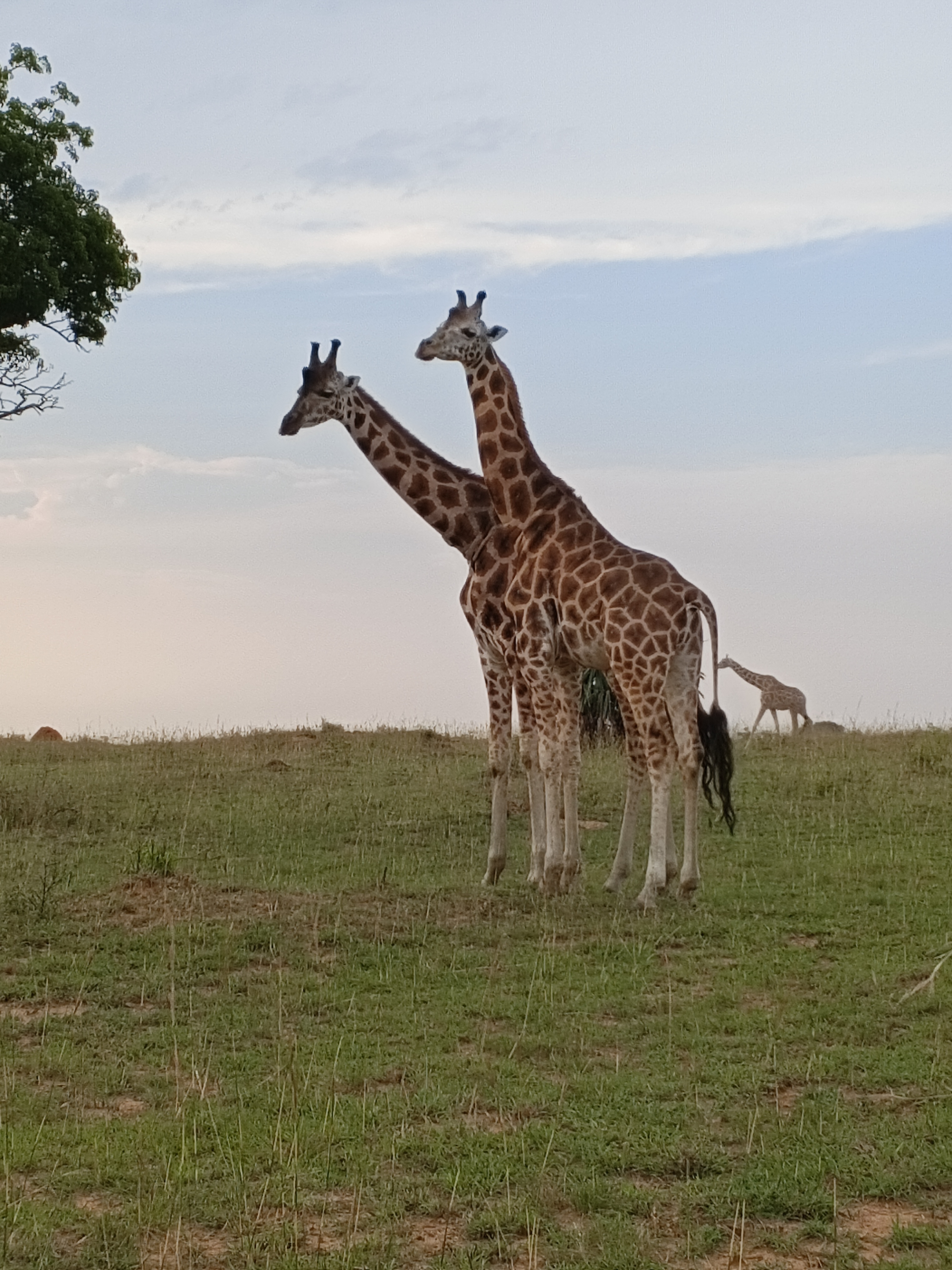 Two giraffes standing in grassland