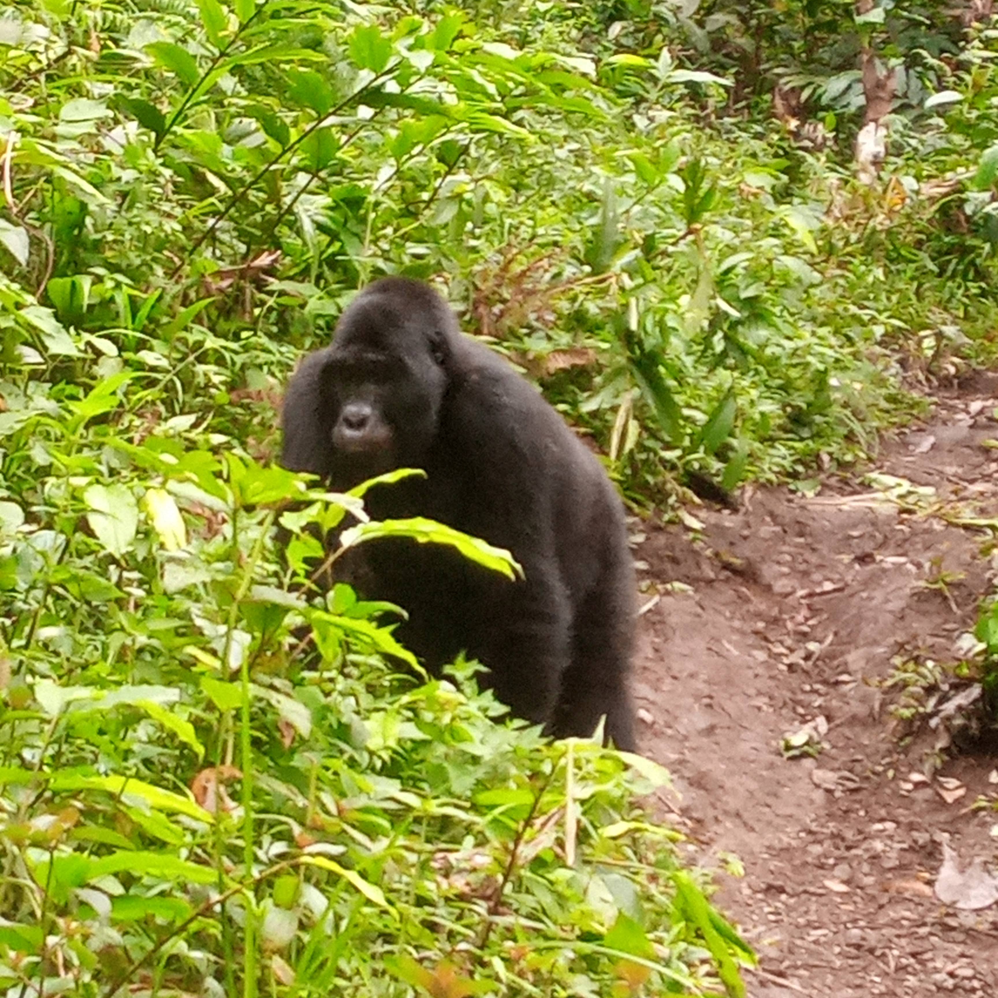 Gorilla among dense green plants