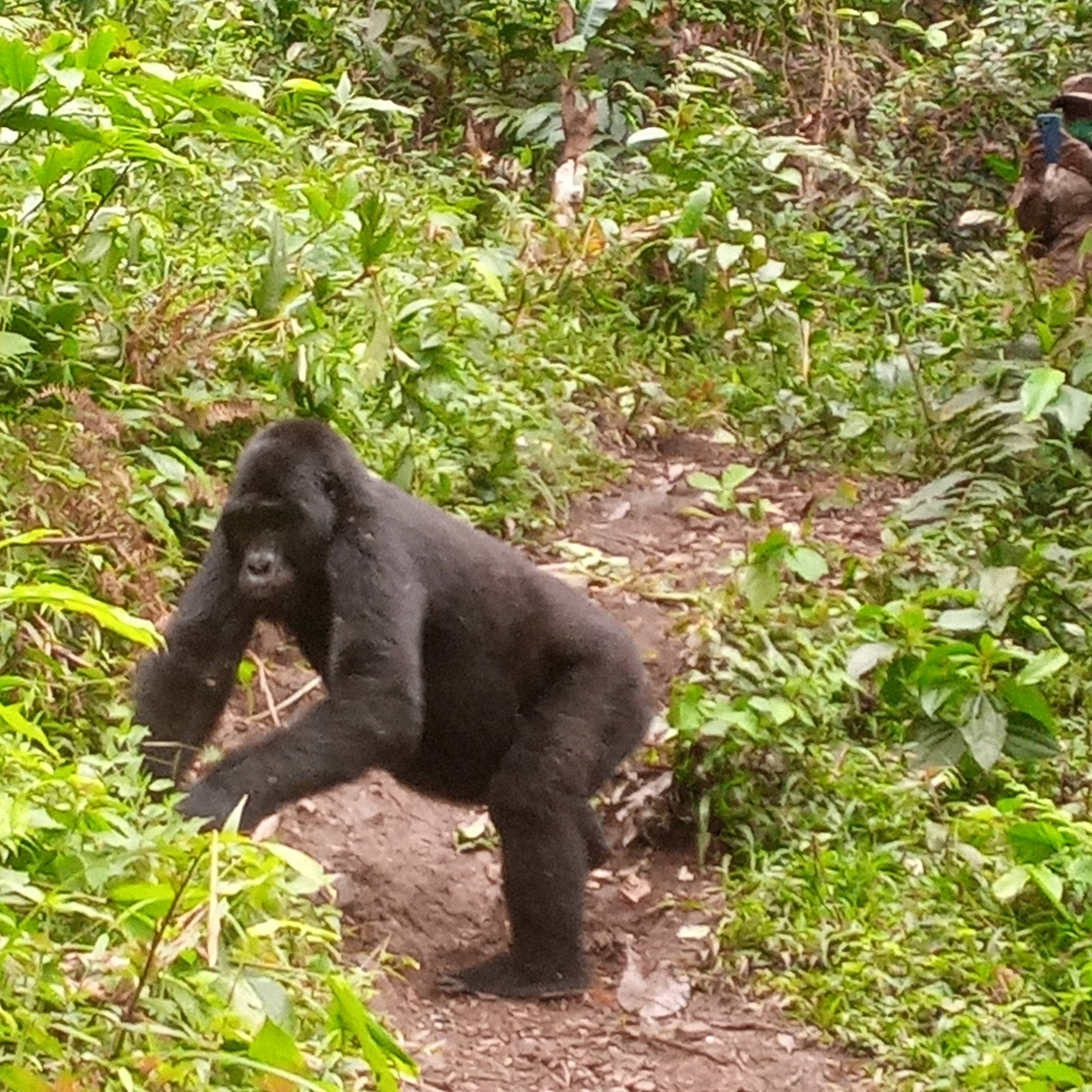 Gorilla walking among forest plants