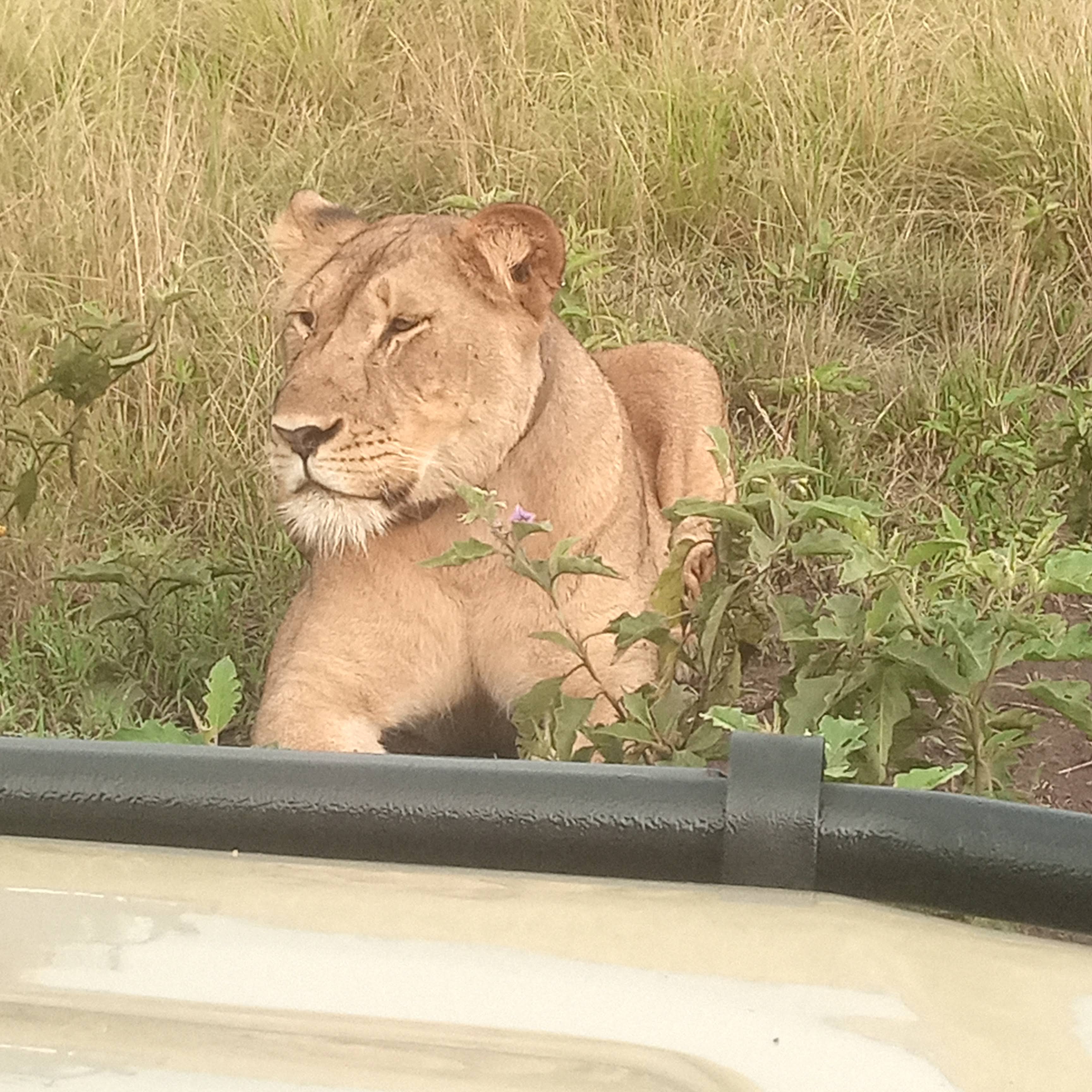Lioness resting beside a safari vehicle