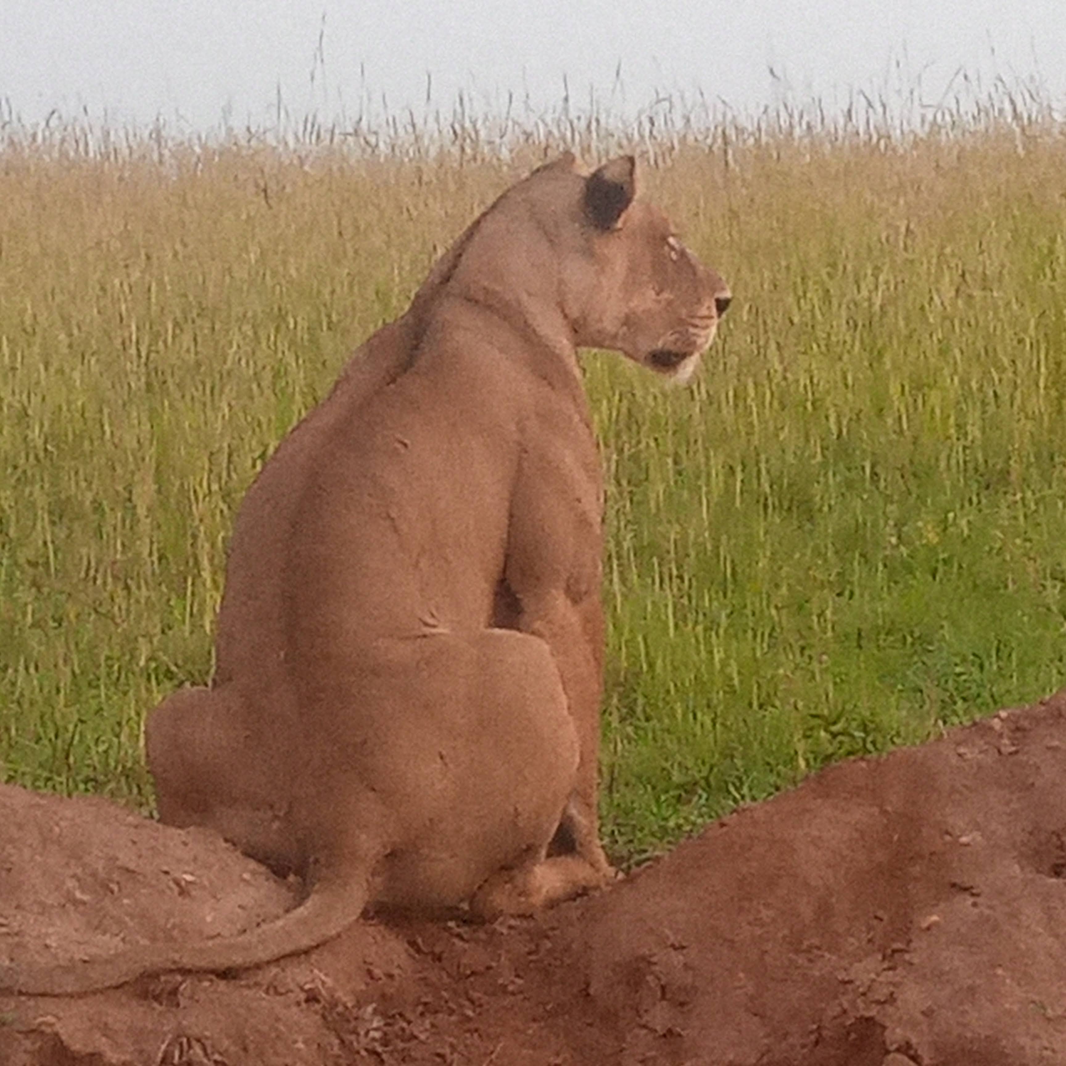 Lioness sitting in open grassland