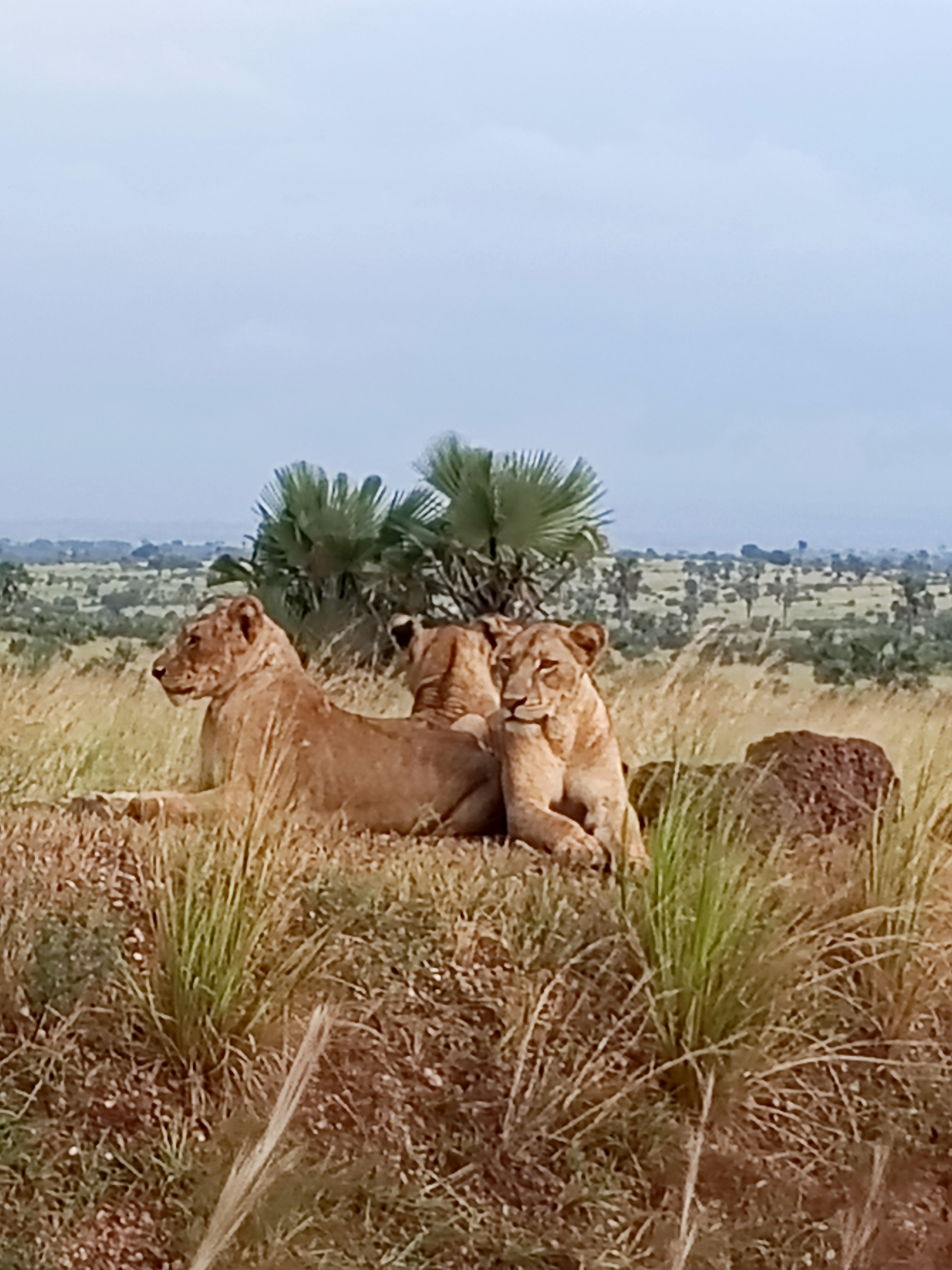 Lions resting in open grassland