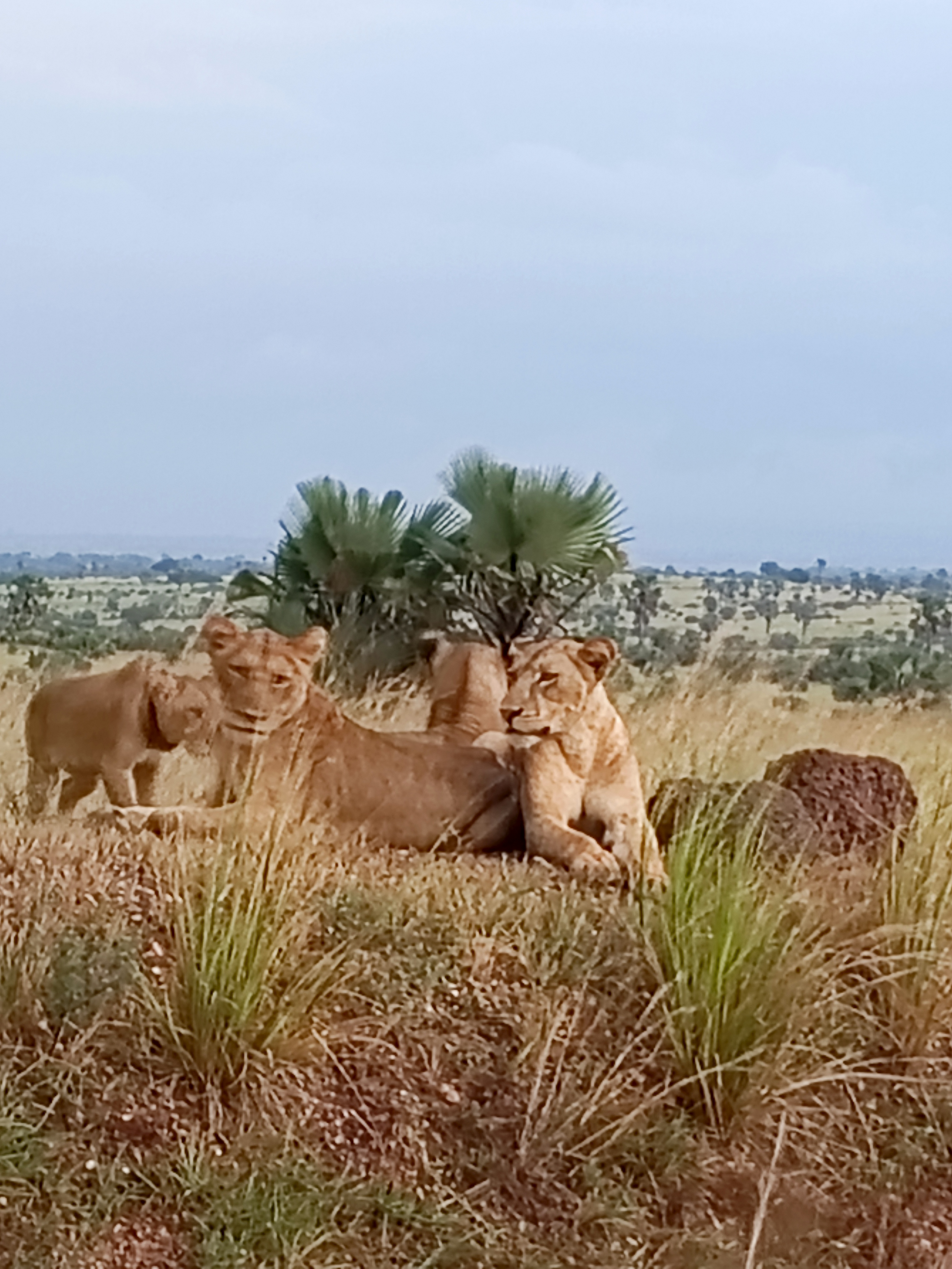 Lions resting in open grassland