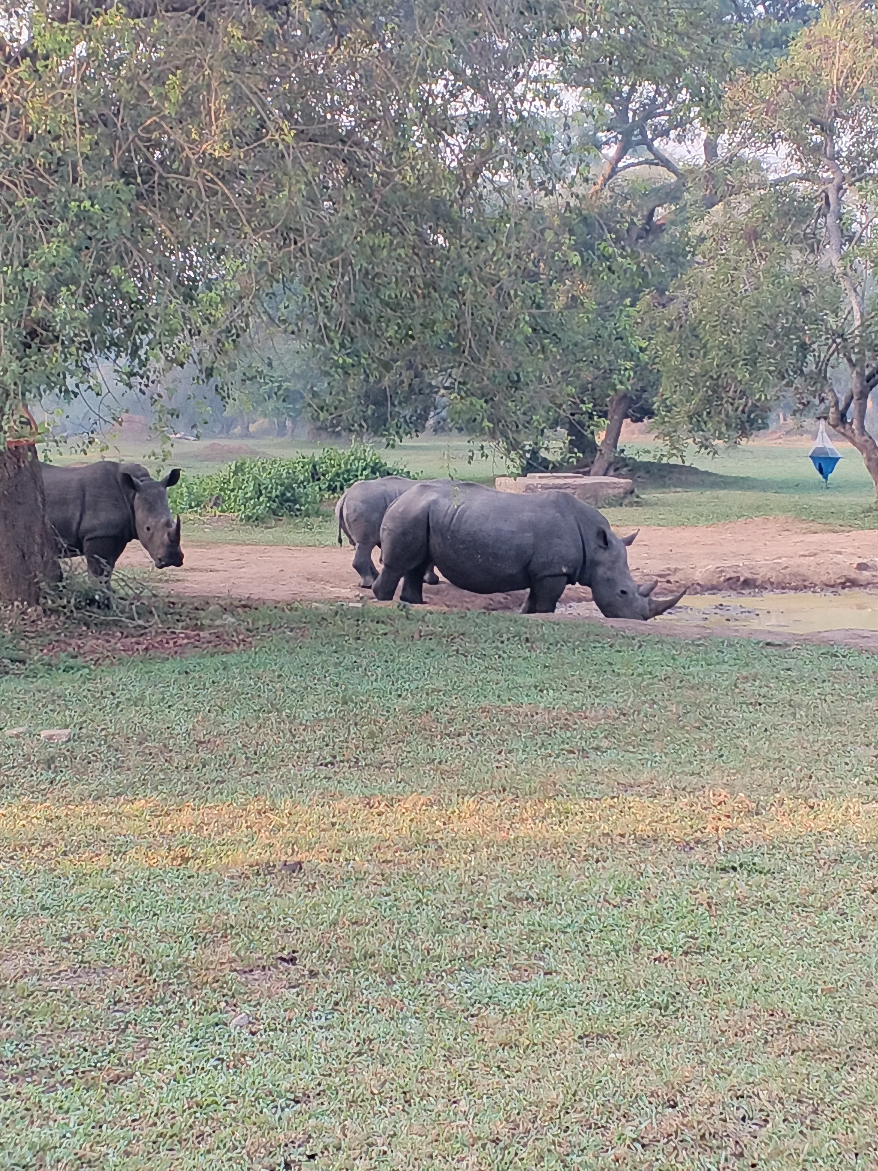 Two rhinoceroses resting under trees