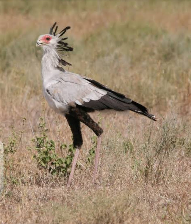 Secretary bird walking through grassland
