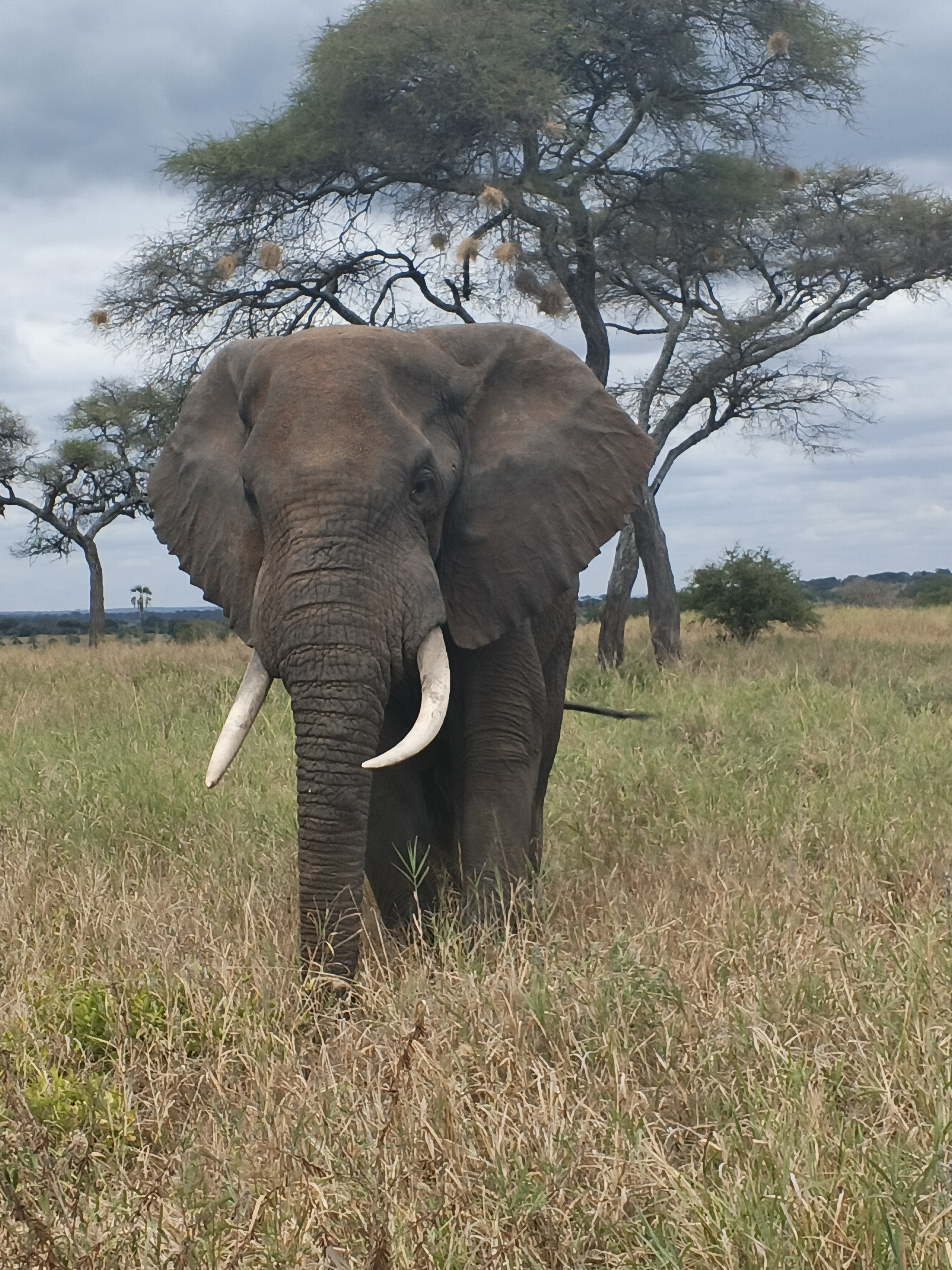 Tusked elephant standing in open savannah
