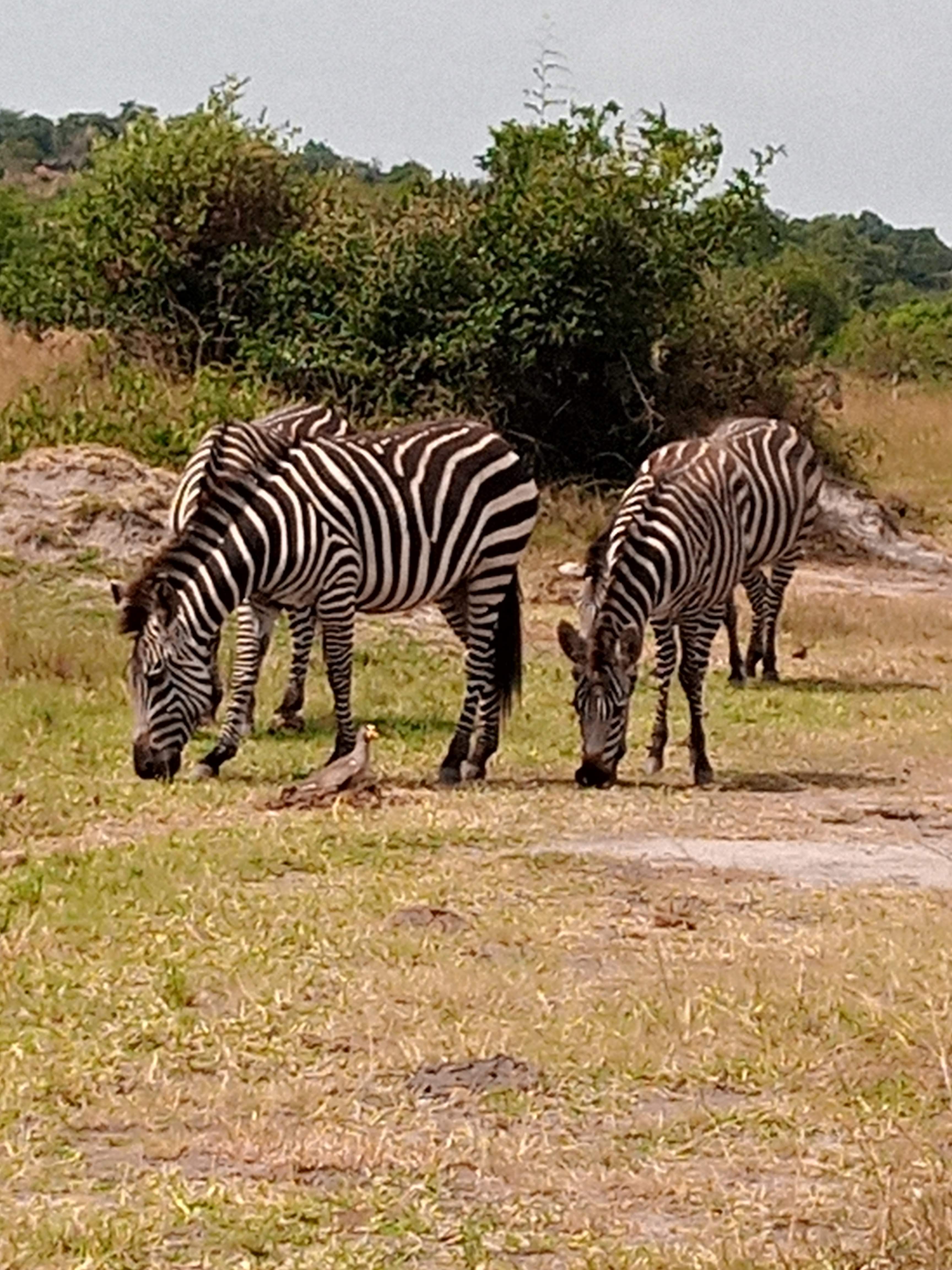 Two zebras grazing in grassland