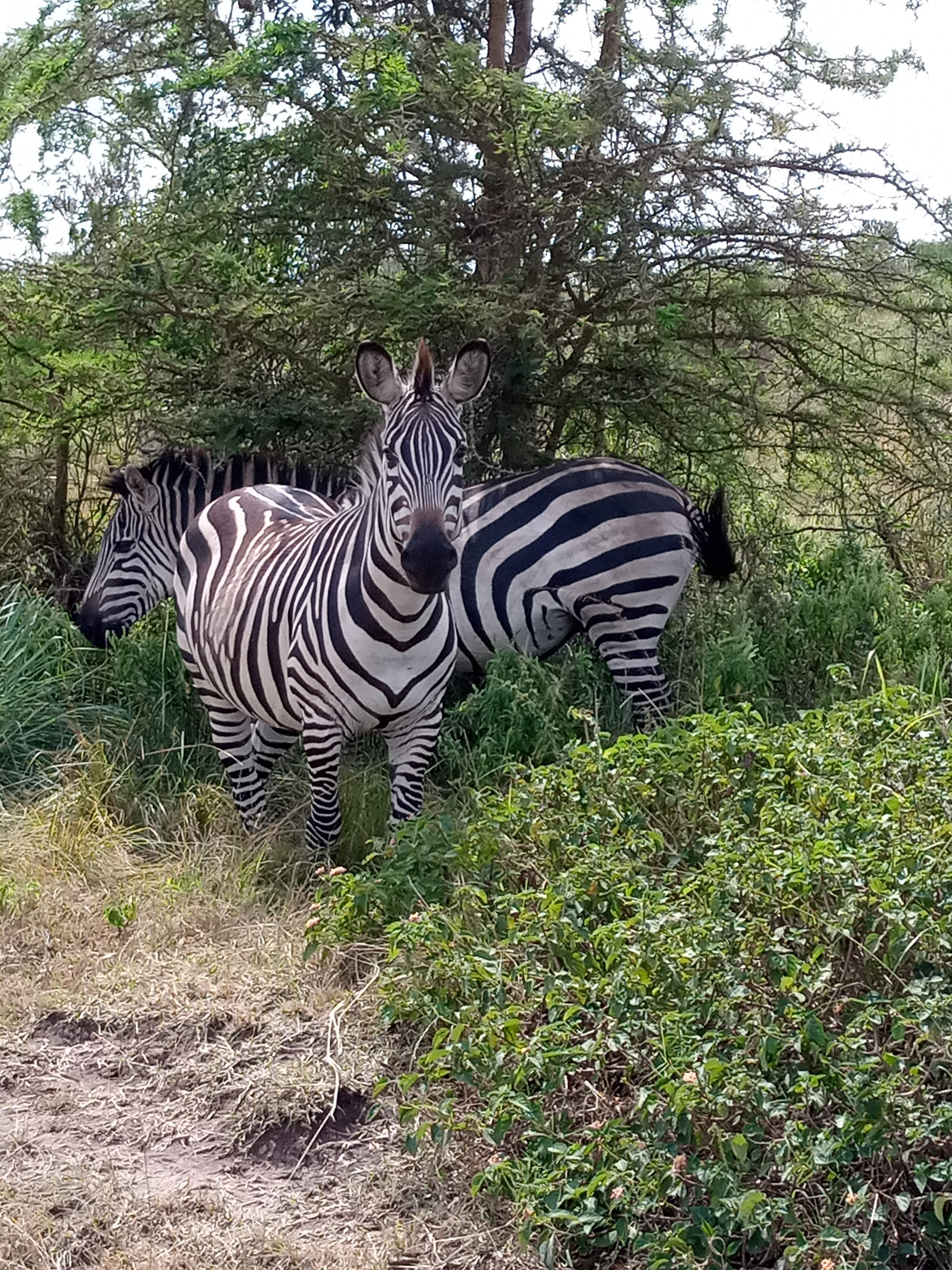 Two zebras grazing in bushland
